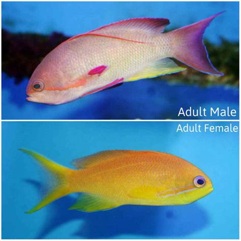 Lyretail Anthias - Pseudanthias squamipinnis - Medium Male