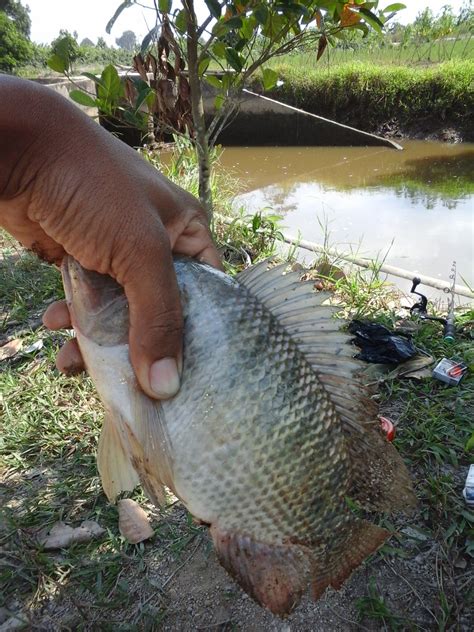 Mancing Mania Samarinda: Ikan Nila Sungai Mahakam