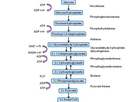 Give an account of glycolysis. Where does it occur? What are the end ...