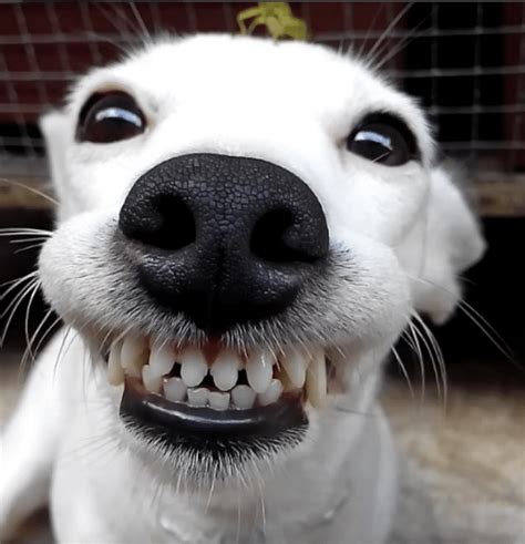 Dog Can't Stop Smiling When Grasshopper Lands on Her Head