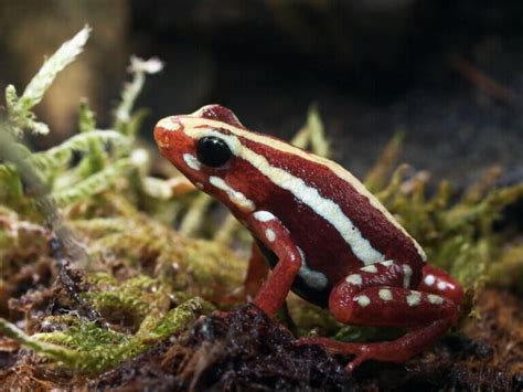 Phantasmal Poison Frog: Care and Breeding in Captivity - My Animals