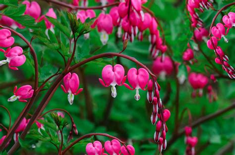 How to Grow Bleeding Heart Plant Indoors