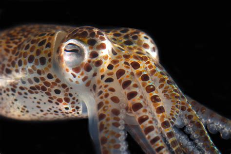 Close Up Of A Dwarf Cuttlefish, Sepiola Photograph by Darlyne A. Murawski