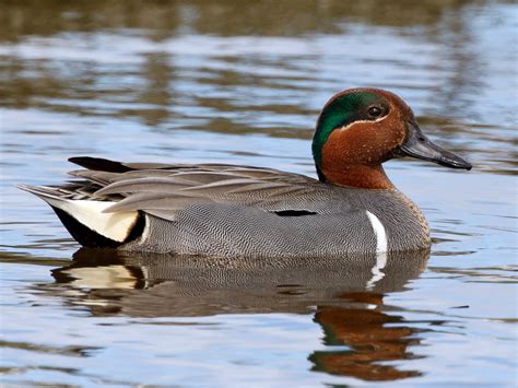 Green-winged Teal - eBird