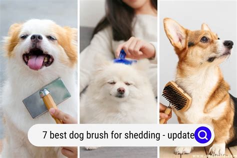 7 Best Dog Brush For Shedding (2024 Update) - OodleLife®