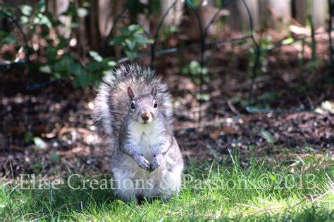 Squirrel Curiosity | Backyard Fluffy Tail Cuteness This squi… | Flickr