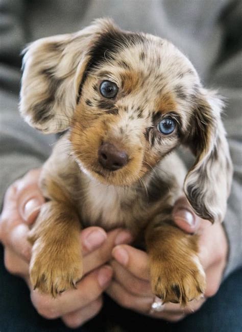 49+ Miniature Longhaired Dachshund Breeders Pic - Bleumoonproductions