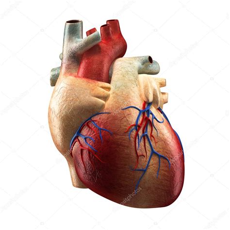 Prawdziwe serce na białym tle biały - anatomia człowieka modelu ...