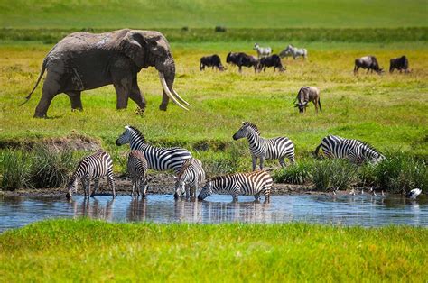 7 Days Classic Tanzania Wildlife Safari | Tanzania Safaris