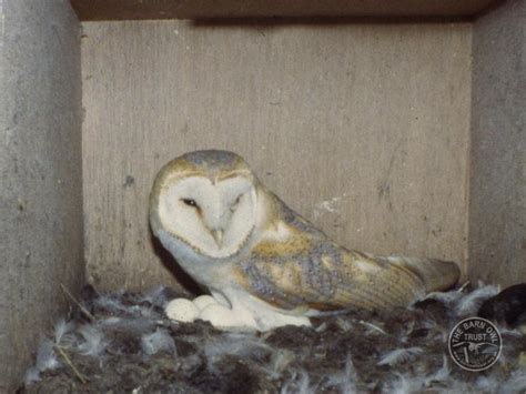 Barn Owls in spring - nesting - The Barn Owl Trust