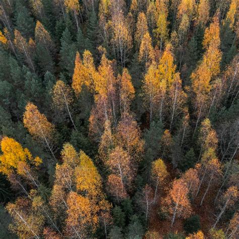 Boreal Forests and the Climate Crisis (Part 1) - ClimaTalk - Climate is ...