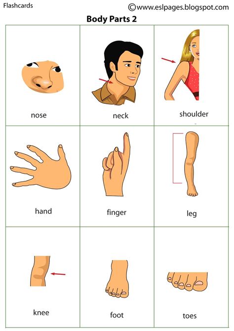 Truth of The Talisman: Esl Flashcards Body Parts