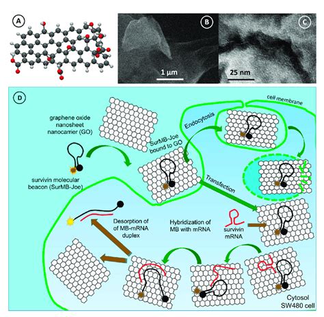 (A) Structure of a model graphene oxide nanosheet nanocarriers (GO ...