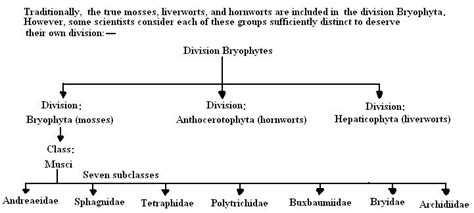 Bryophytes structure and reproduction