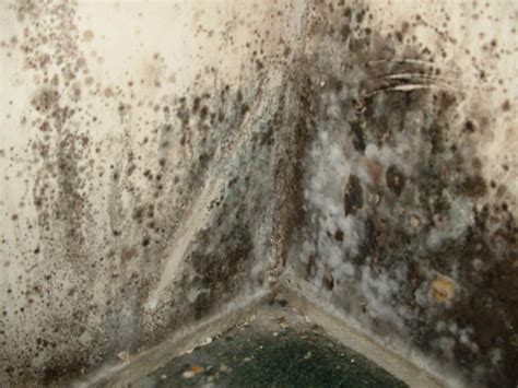 Mold Removal Services Yuma: Yuma Remove Toxic Black Mold in Homes