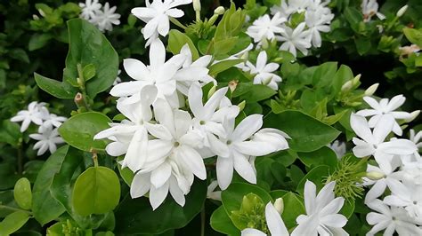 Jasmine Flower Tree (Jasminum nitidum) - YouTube