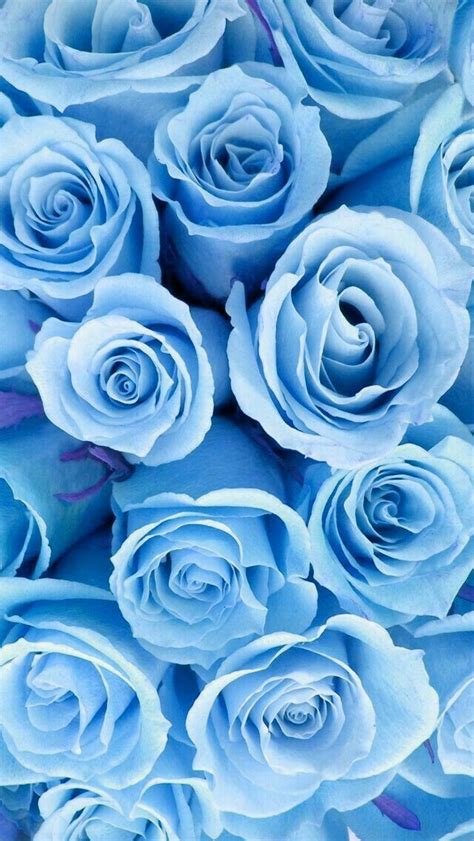 🔥 [20+] Light Blue Roses Wallpapers | WallpaperSafari