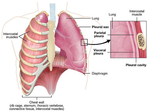 What is the Difference Between Visceral and Parietal - Pediaa.Com