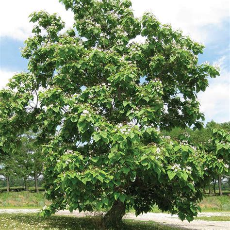 southern catalpa tree leaf - Loida Arriaga