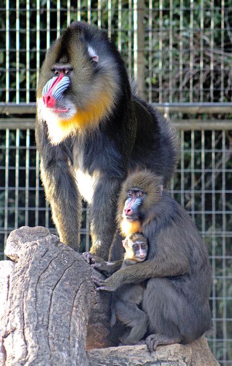 Mandrill Teeth