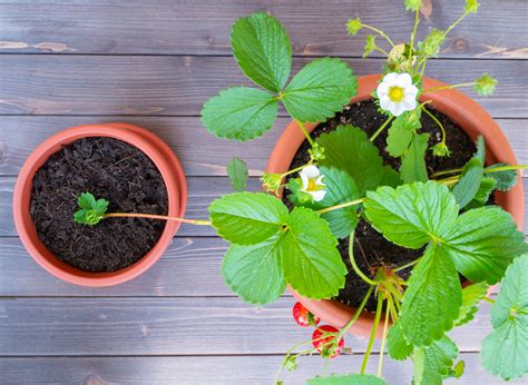 How To Grow New Strawberry Plants From Runners