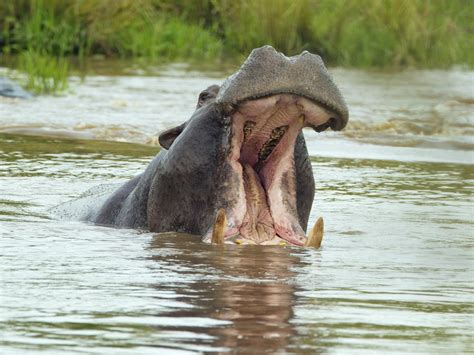 Hippo kills tourist taking photos of wildlife in Kenya | The ...