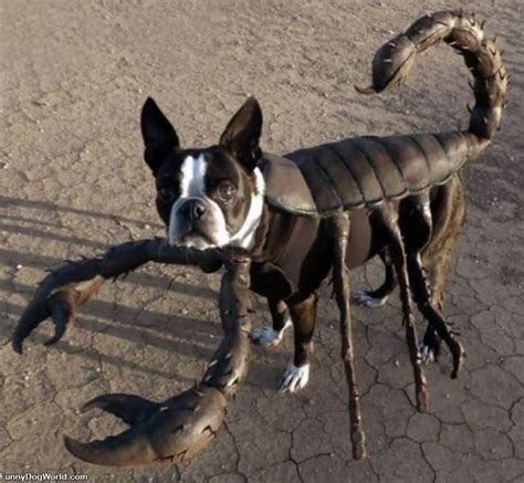 Lobster Dog | Funnydogworld.com