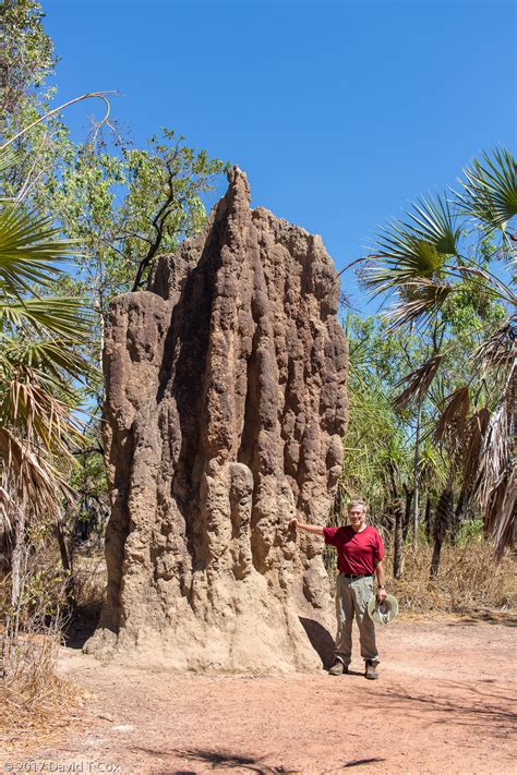 Dave at a Cathedral Termite Mound, near Magnetic Termite Mounds - Dave ...