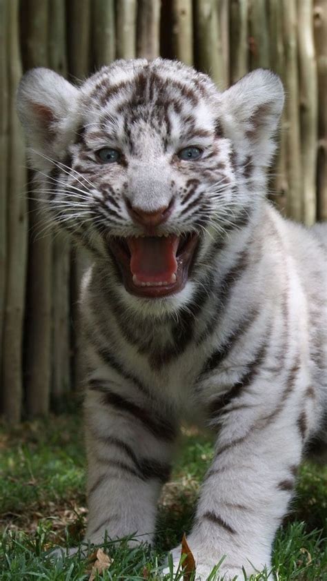 Cute Baby Tiger, White Tiger Roar, white tiger, roar, wild, animal, cub ...