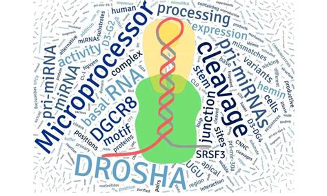 Scientists discover how multiple RNA elements control microRNA biogenesis