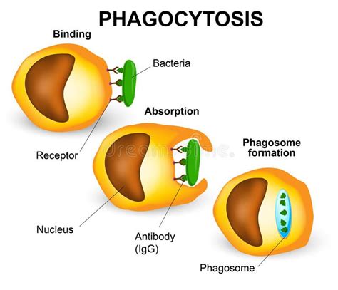 Phagocytosis. In three steps. Human immune system , #Sponsored, #steps ...