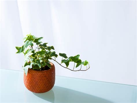 Ivy Plant Care: Tips For Growing Ivy Indoors | Gardening Know How