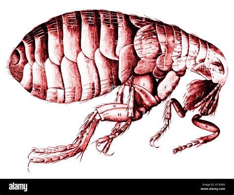 El científico robert hooke fotografías e imágenes de alta resolución ...