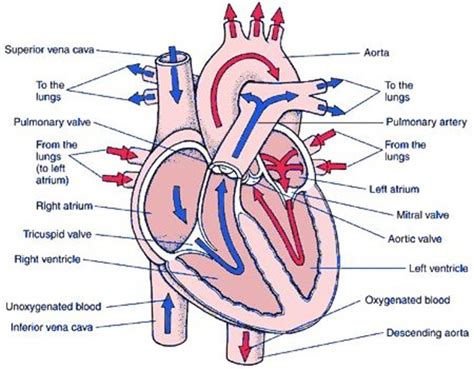 How Does Blood Flow Through The Heart Step By Step - Photos Idea