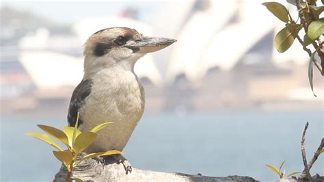 Video: What Does a Laughing Kookaburra Sound Like? | Australian ...