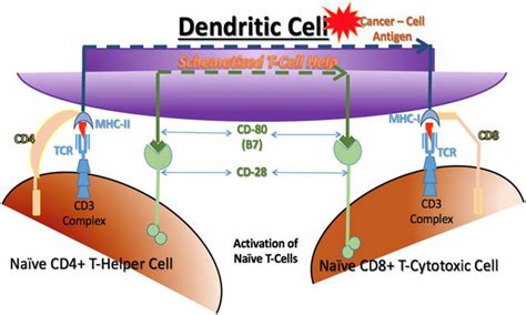 Activation of cytotoxic T cells. Cytotoxic T cells can only be ...