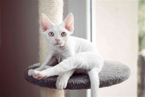 Devon Rex Cat (Characteristics, Temperament, Basic Care) | More