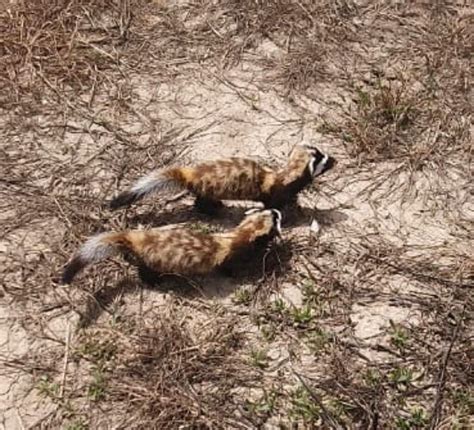 Rare marbled polecats sighted in southern Israel