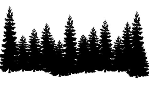 Eastern white pine Tree Clip art Cedar - norway cover png forest png ...