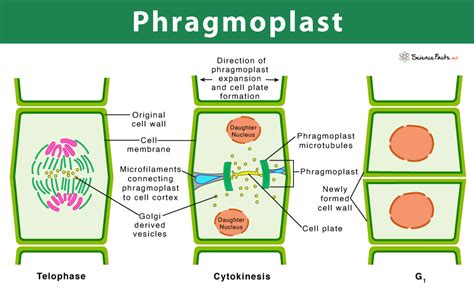 Phragmoplast in Plant Cell: Definition, Structure, & Functions