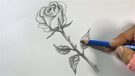 How To Draw A Realistic Rose Step By Step With Pencil