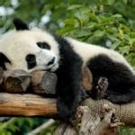 sleeping panda Meme Generator - Imgflip