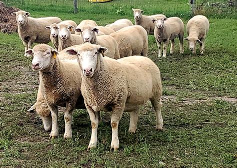 Introduction to Sheep Breeds - Cornell Small Farms