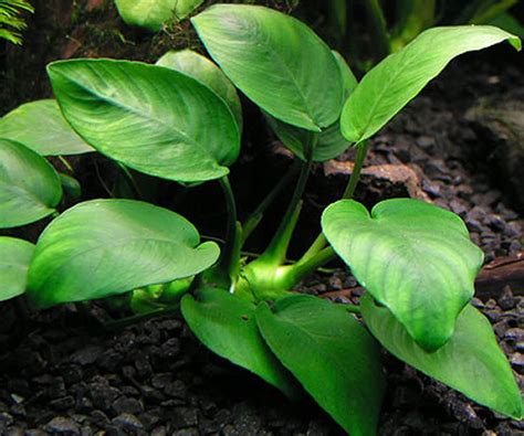 Anubias Nana - TRiN's Tropical Fish