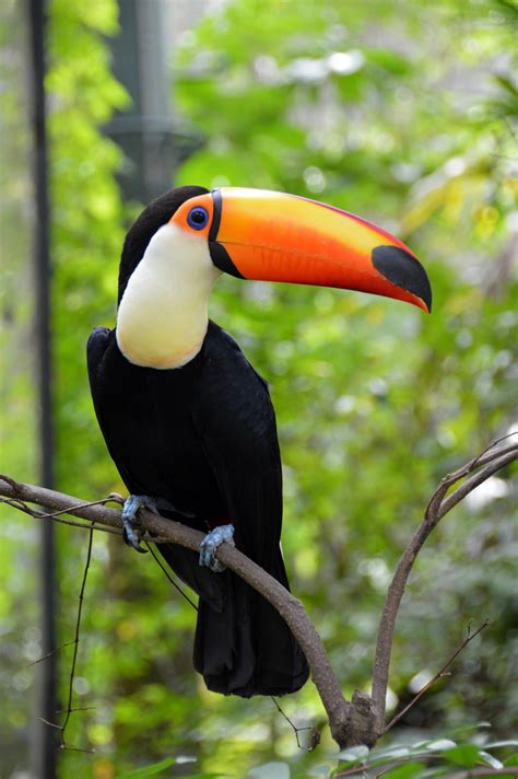 Toco Toucan (Ramphastos toco) | Bird, Animal and Feathers