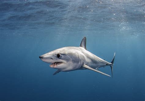 Deadliest Types of Sharks: Meet The Apex Predators