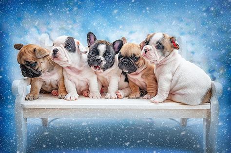 Dogs, French Bulldog, Dog, Puppy, Baby Animal, HD wallpaper | Peakpx