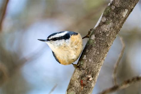 The Red-breasted Nuthatch and Its Quirky Behavior