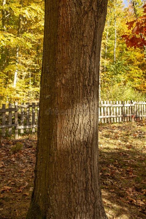 Northern Red Oak Quercus Rubra Tree Trunk. Red Oak Bark. Close Up Stock ...