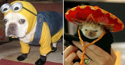 37 Photos of Pets in Costumes to Get You Stoked For Halloween